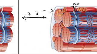 Sarcoplasmic Reticulum and T Tubules [upl. by Ahsikan]