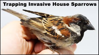 How To Catch Invasive House Sparrows Mousetrap Monday [upl. by Garrik1]