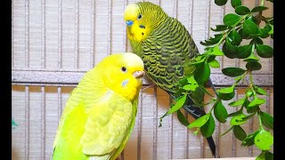 35 Hr Budgies Chirping Parakeets Sounds Reduce Stress  Relax to Nature Bird Sounds [upl. by Ahseikram]