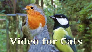 Videos for Cats  Birds Chirping at The Forest Gate  8 HOURS [upl. by Surtimed]