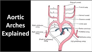 Aortic Arches Explained [upl. by Llyrad622]