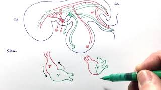 Anatomía Desarrollo embriológico del sistema cardiovascular [upl. by Lammond]