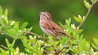 Song Sparrow Singing [upl. by Ennaid]