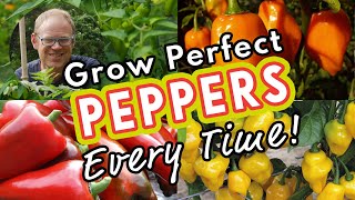 Grow Perfect Peppers Every Time 🌶 [upl. by Marvella676]