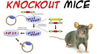 Knockout mice [upl. by Aicinat]