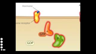 Cholera Toxin Mode of Action [upl. by Schiro]