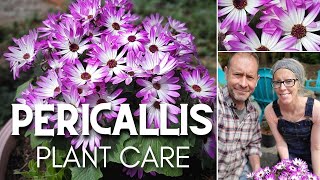 🌸 Pericallis Plant Care  Senetti Magenta Bicolor 🌸 [upl. by Iiette]