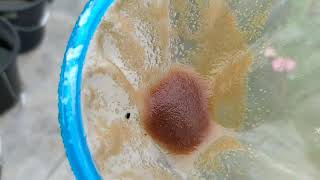 How to culture daphnia moina in a small container Part 1 English Subtitle [upl. by Annelak]