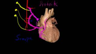 Inervación de corazón [upl. by Adas]