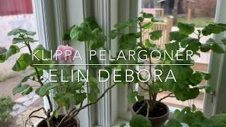 Klippa pelargoner [upl. by Eltsirc]