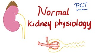 Normal Kidney Physiology  Proximal Convuluted Tubule PCT [upl. by Llewol]