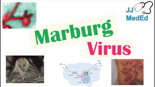 Marburg Virus Origins Transmission Pathophysiology Symptoms [upl. by Hut]