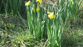 98  Récolte de graines de jonquilles  31052017 [upl. by Ettebab]