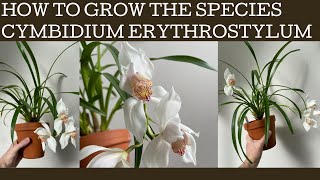 How to grow the species Cymbidium erythrostylum a beautiful easy to care for stunner [upl. by Linder768]