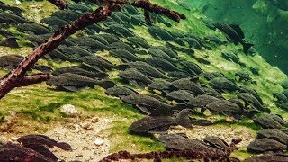 Pleco Invasion  Trouble in Blue Spring State Park [upl. by Neelyaj958]