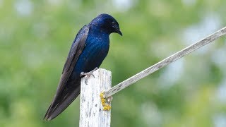 Attracting Purple Martins – Family Plot [upl. by Glad]