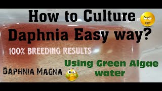 Daphnia MagnaHow to Culture Daphnia Easy wayCulturing Daphnia using Green water Daphnia [upl. by Fougere]