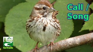 Song sparrow singing  call sounds  Bird [upl. by Hartmann]