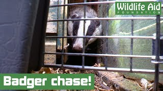 Badger climbs 6ft fence to escape wildlife rescuer [upl. by Albright]