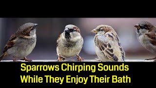 Sparrows Chirping Sounds While They Enjoy Their Bath [upl. by Jamnis]