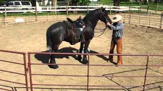 Derossi Friesian gelding 1st ride  Sean davies ColoradoReinsman [upl. by Ecinereb]