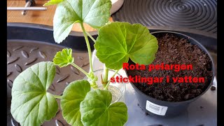 Rota pelargonsticklingar i vatten [upl. by Mackenzie]