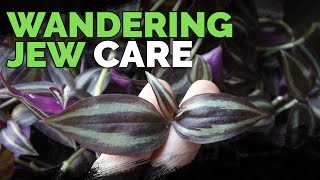 Wandering Jew Plant Care Growing Tradescantia Zebrina [upl. by Amaryl]