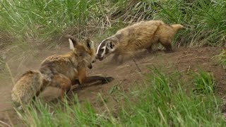 A fox and a badger fight in Yellowstone  the whole story [upl. by Jeraldine]