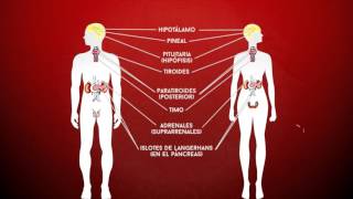 Ciencia express Qué son las hormonas [upl. by Yentruok]