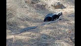 snake vs honey badger [upl. by Deeraf190]