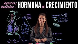 Fisiología endocrina II Hormonas del crecimiento [upl. by Sollie551]