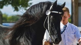 BLACK PEARL FRIESIANS AT TRAILS END FARM [upl. by Aleen333]