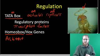 Prokaryotic Gene Regulation Lac Operon [upl. by Kealey279]