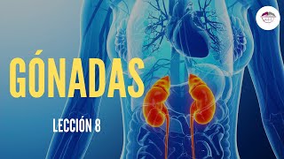 8 GÓNADAS FISIOLOGÍA DEL SISTEMA ENDOCRINO [upl. by Applegate585]