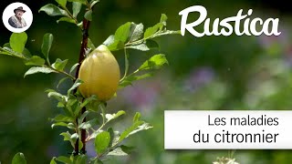 Tout savoir sur les maladies des citronniers [upl. by Molahs]