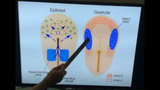 Embryology of Cardiovascular system  Development of heart Part I  Dr Vijaya [upl. by Lattimer]