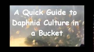 How to culture daphnia outside [upl. by Randi88]