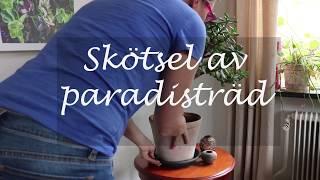 Skötsel av paradisträd [upl. by Adaline600]