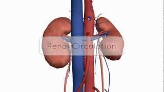 Renal CirculationBlood Supply  Anatomy Tutorial [upl. by Artek]