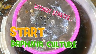 How to culture daphnia moina the easy way 1  Starting the Daphnia culture [upl. by Spaulding]