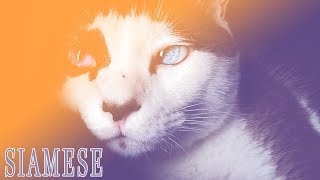 Ideal Companion Siamese  Cat Breeding Videos [upl. by Lennahc387]