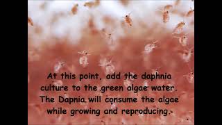 Daphnia  How to grow daphnia in your home [upl. by Sarah]