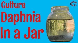 How to Culture Daphnia in a Jar [upl. by Depoliti445]