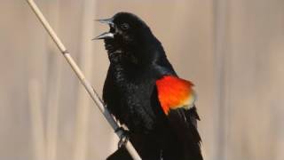 How Nature Works Redwinged Blackbird Display [upl. by Ralph]