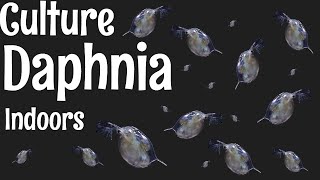 How to Culture Daphnia [upl. by Anuqahs1]