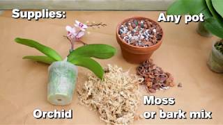 How to Repot an Orchid [upl. by Selrhc]