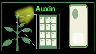 Major plant hormones amp how to remember  Control amp Coordination  Biology  Khan Academy [upl. by Martyn]