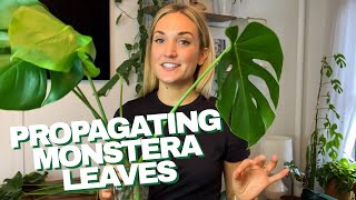 How to Propagate a Monstera  The RIGHT Way to Cut Your Monstera Leaves and Grow Roots in Water [upl. by Ttoile]