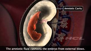 HCL Learning  Embryonic Development in Humans [upl. by Kingston464]