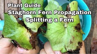 Splitting a Staghorn Fern  Ep07 [upl. by Eerased]